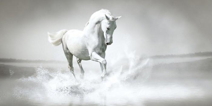 1920x1200 Horse Full HD Wallpaper and Background 2560x1440 ID:432346 | Horse