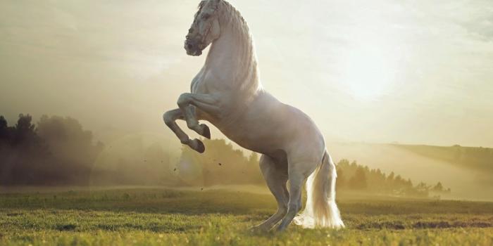 1280x804 Beautiful White Horse wallpapers | Beautiful White Horse stock photos