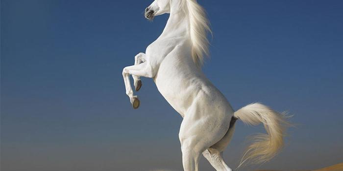 1920x1440 White Horse Wallpapers