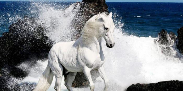 1600x900 horses wallpaper | White Horses HD Wallpapers | Horses | Horse