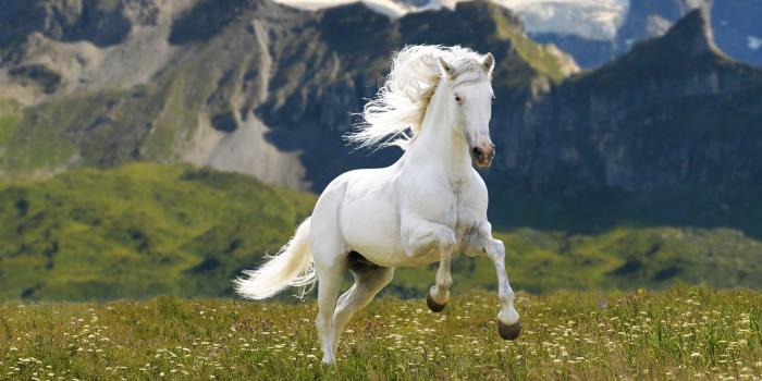 1920x1080 White Horse Wallpaper (68+ images)
