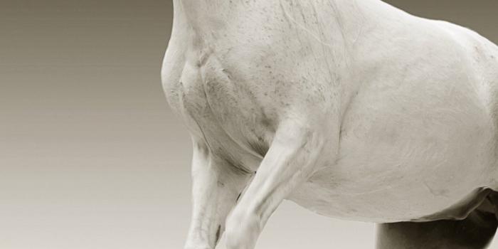 1440x2560 White Horse Wallpaper - iPhone, Android & Desktop Backgrounds