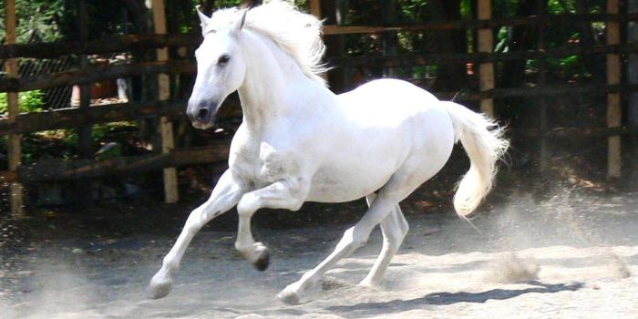 1920x1080 White Horse Wallpapers