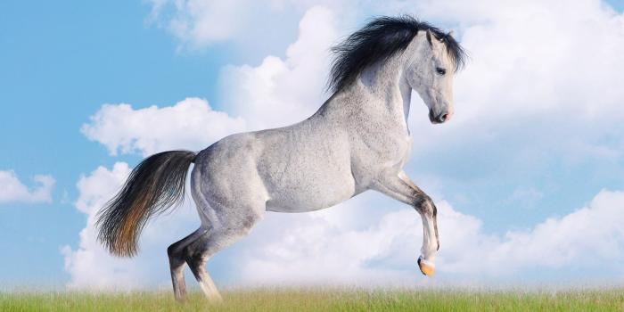 1920x1200 White Horse Wallpapers - Full HD wallpaper search | Farm Animals