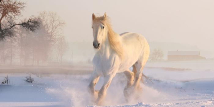 1280x720 Wallpaper White horse, Running Horse, Winter, Snow, 4K, Animals, #13976