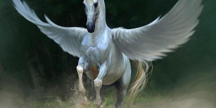 1920x1200 67+ White Horse Wallpapers on WallpaperPlay