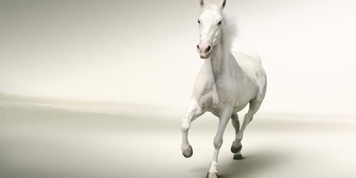 1920x1080 67+ White Horse Wallpapers on WallpaperPlay