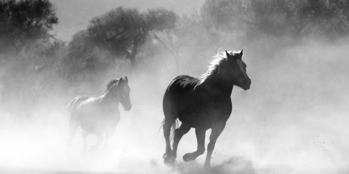 1920x1080 Black and White Horse Wallpaper - Wallpaper Stream