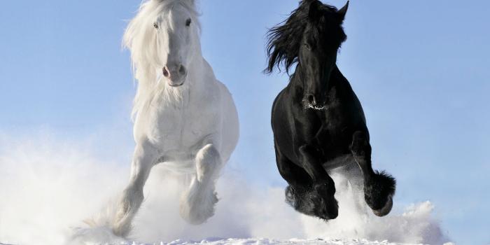 2560x1600 1414 Horse HD Wallpapers | Background Images