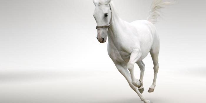 2560x1600 Beautiful White Horse Running Wide Hd New Wallpapers Free Download