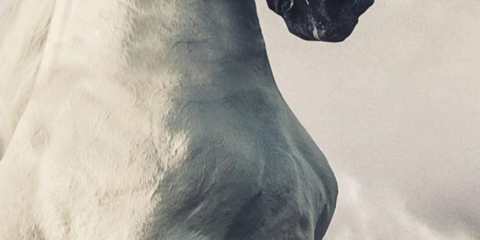 1080x1920 Download Pegasus White Horse Free Pure 4K Ultra HD Mobile Wallpaper