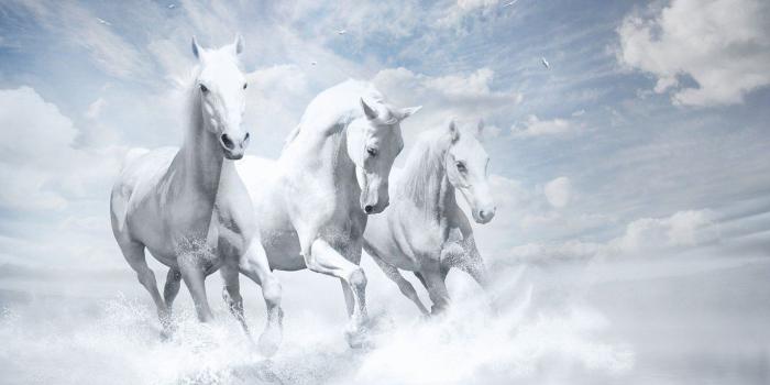1366x768 1366x768 White Horses HD 1366x768 Resolution HD 4k Wallpapers