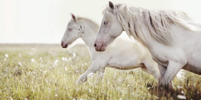 1920x1200 White Horse Wallpapers Free - Sotoak