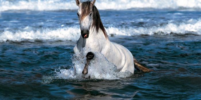 1920x1200 White Horse Running In Water ❤ 4K HD Desktop Wallpaper for 4K Ultra