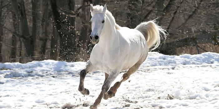 1920x1080 67+ White Horse Wallpapers on WallpaperPlay