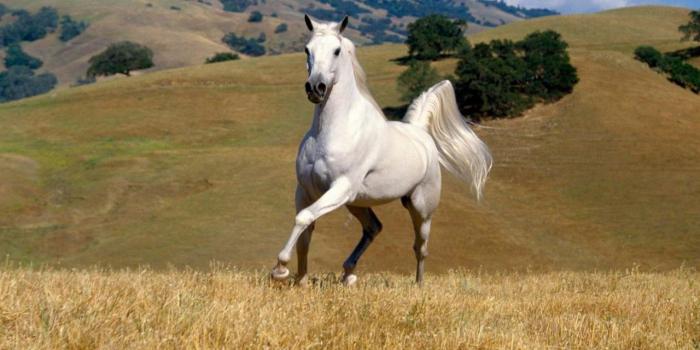 1280x804 Beautiful white horse wallpapers | Beautiful white horse stock photos