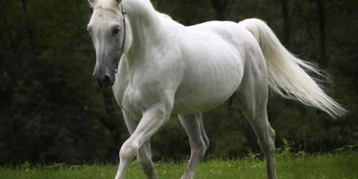 1024x768 19 White Horse HD Wallpapers4 112 :: White Horse Wallpapers Desktop