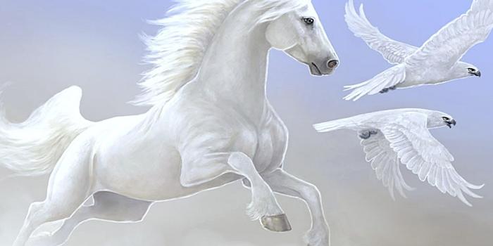 3840x2400 Nice White Horse Parrot Desktop Wallpapers Hd : Wallpapers13.com