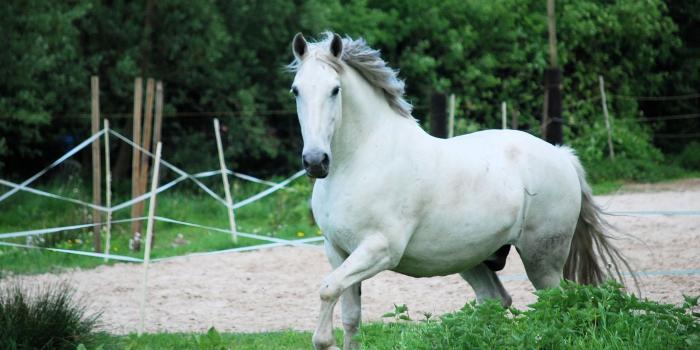 2880x1800 White Horse Wallpaper - simplechurch.us