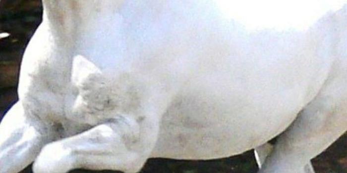 1080x1920 Beautiful White Horse Wallpaper