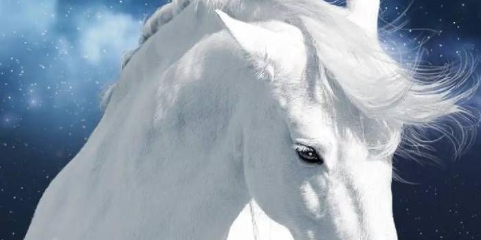 720x1280 Download White horse Wallpaper by georgekev - fe - Free on ZEDGE