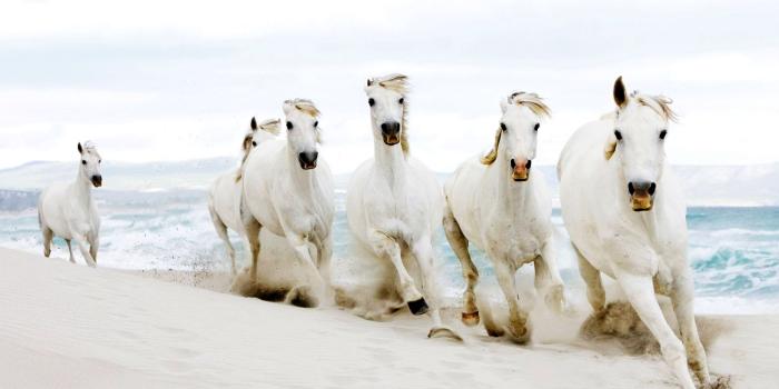 1600x1200 White Horse Wallpaper #6815625