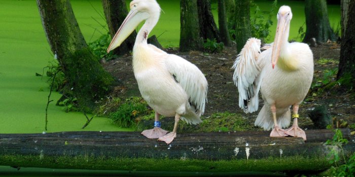2560x1440 Great white pelican wallpapers - Barbaras HD Wallpapers