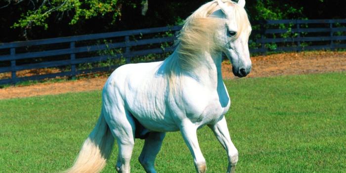 1920x1200 Baby White Hors HD Wallpaper, Background Images