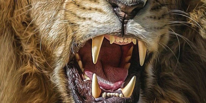 1070x1902 Great Lion Ultra Hd Wallpapers For Andriod Download In Link For Hd