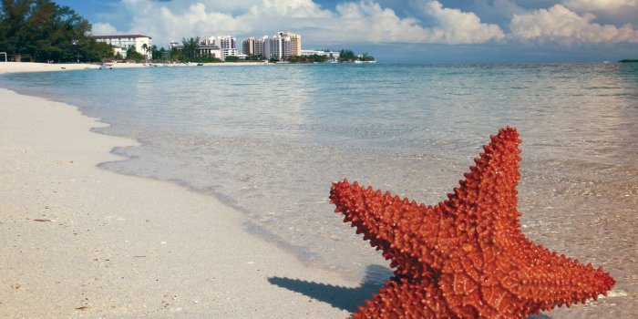 3508x2579 Sand, Sea, Bahamas, Nassau, Starfish, sea, beach free image | Peakpx