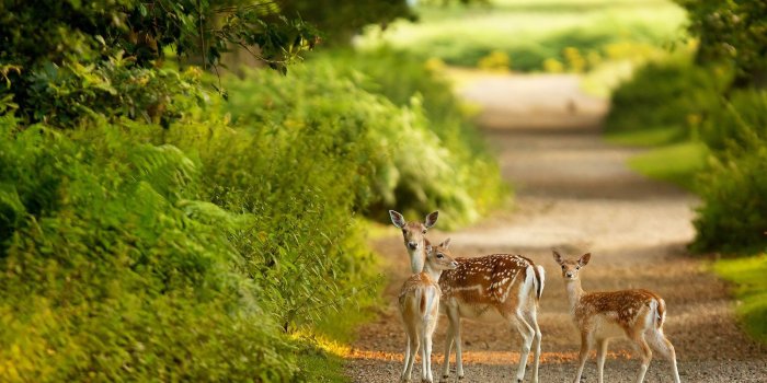 1600x1200 Cute Nature Wallpapers - Top Free Cute Nature Backgrounds