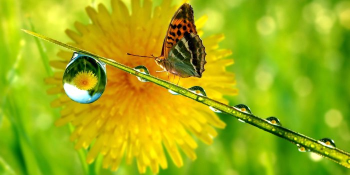 2560x1600 69+ Animal Nature Wallpapers on WallpaperPlay