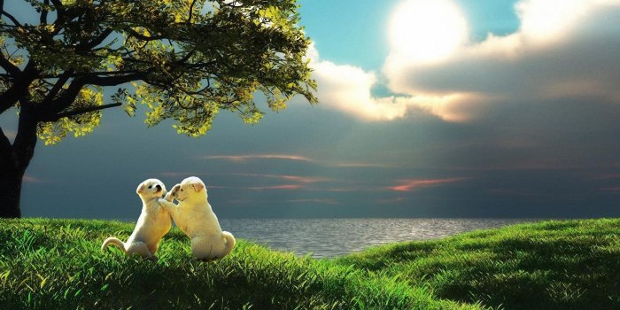 1920x1080 H D Wallpaper Nature Collection For Free Download | HD Wallpapers