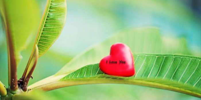 1920x1080 Nature Love Wallpaper HD