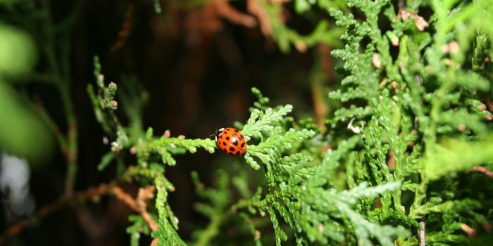 1600x1067 Wallpaper: Cute Nature Wallpapers