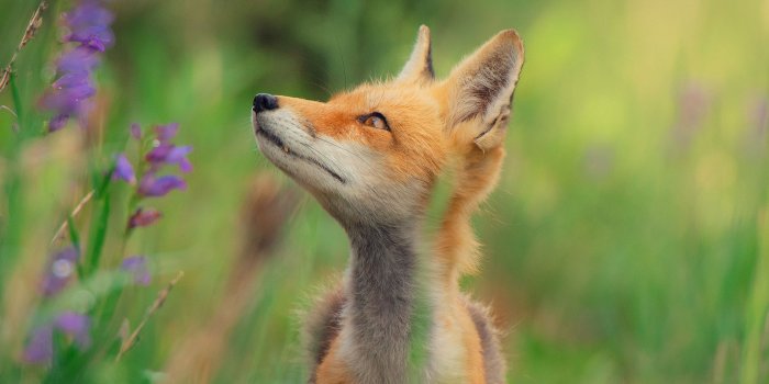 2732x2732 nz39-little-fox-animal-cute-nature-wallpaper