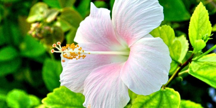 1920x1200 Pretty Nature Backgrounds (59+ images)