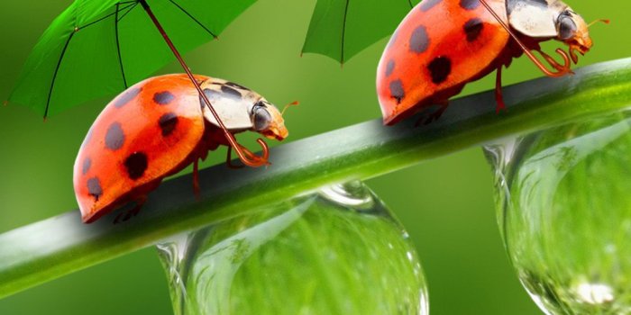 1080x1920 Cute Natural Wallpapers