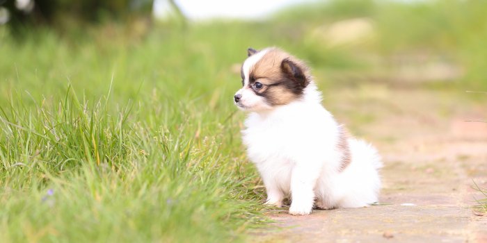 3840x2160 Wallpaper Cute white dog in the nature 3840x2160 UHD 4K Picture, Image