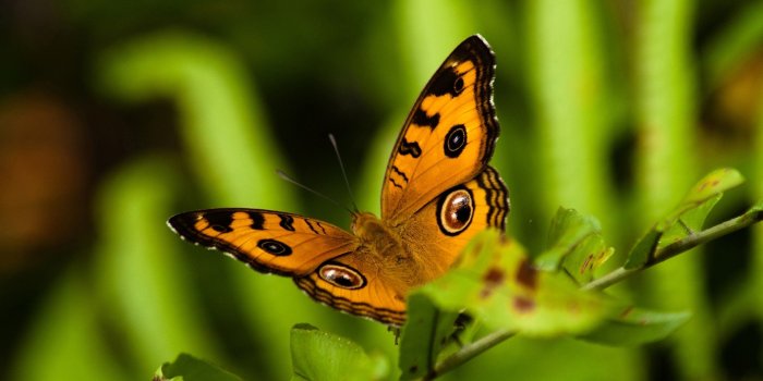 2560x1600 Beautiful Nature and Animal Wallpaper (50+ images)