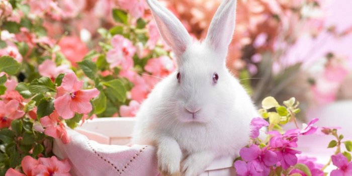 1366x768 Download Cute Nature Wallpapers (51) - mariacenoura.pt