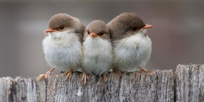 1280x800 Cute Hd Nature Wallpaper