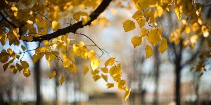 1175x787 Natural Images, Green, Cute Desktop Images, Nature Background Images