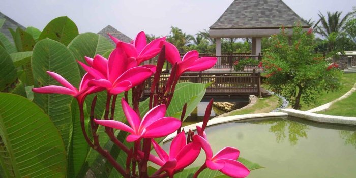 2048x1536 Swimming Garden Tropical Plam Deep Trees Pink Flowers Relaxing Pool