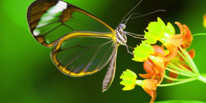 2818x2330 Cute Nature Wallpaper For Whatsapp Dp Www Galleryneed - Butterfly