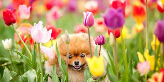 1280x720 cute nature picture | Wallpapersimages.org