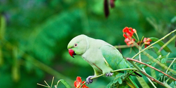 3462x2308 Beautiful Nature Wallpaper Bird Hd Cool Cute - Litle Pups