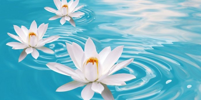 1366x768 Flowers Garden Plants Cute Nature Wallpapers For Desktop For Hd