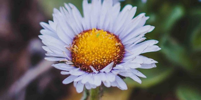 1920x1200 Cute nature wallpaper HD | Latest Wallpapers HD