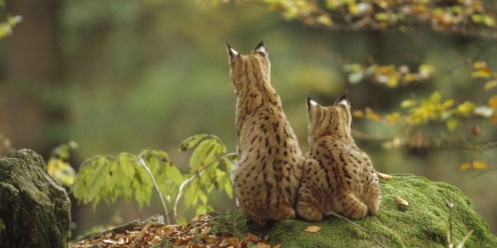 1366x768 Hd Nature Wallpapers, Landscape, Natural Images, Cute Desktop 1366x768